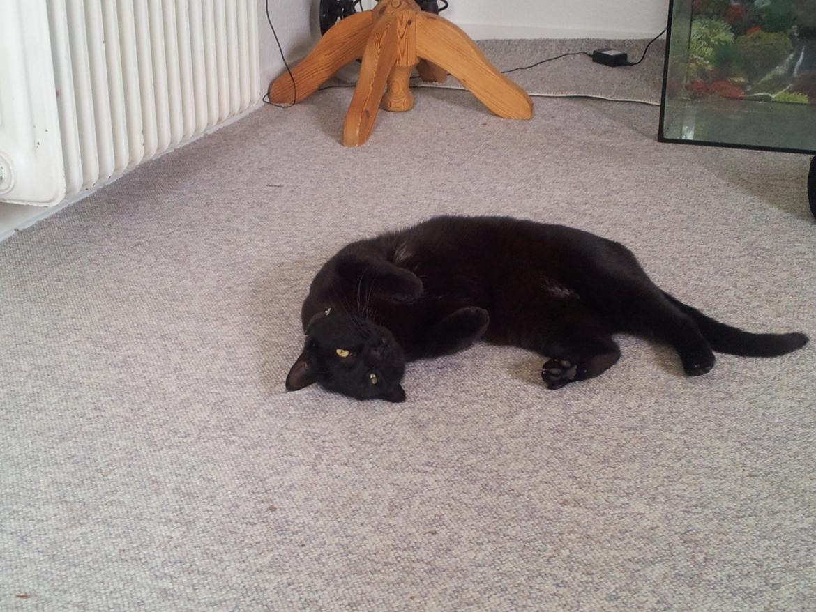 Huskat Gismo billede 11