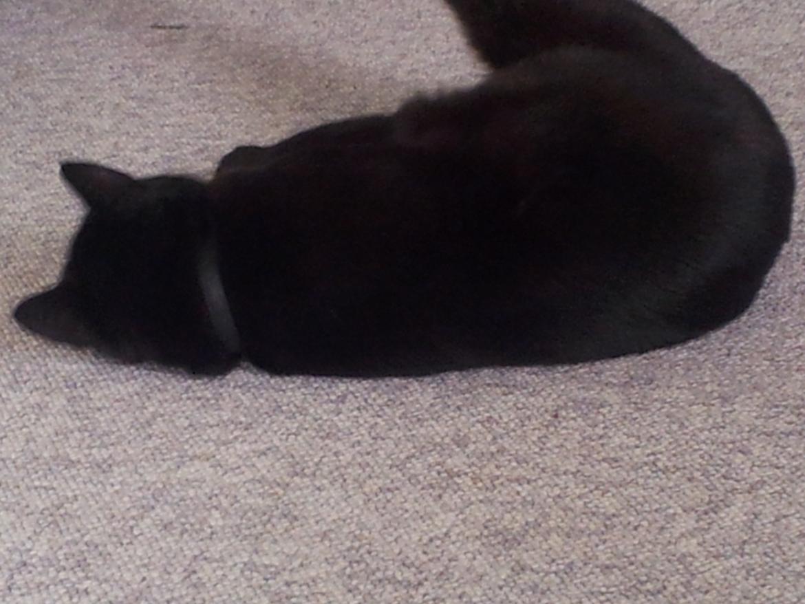 Huskat Gismo billede 12