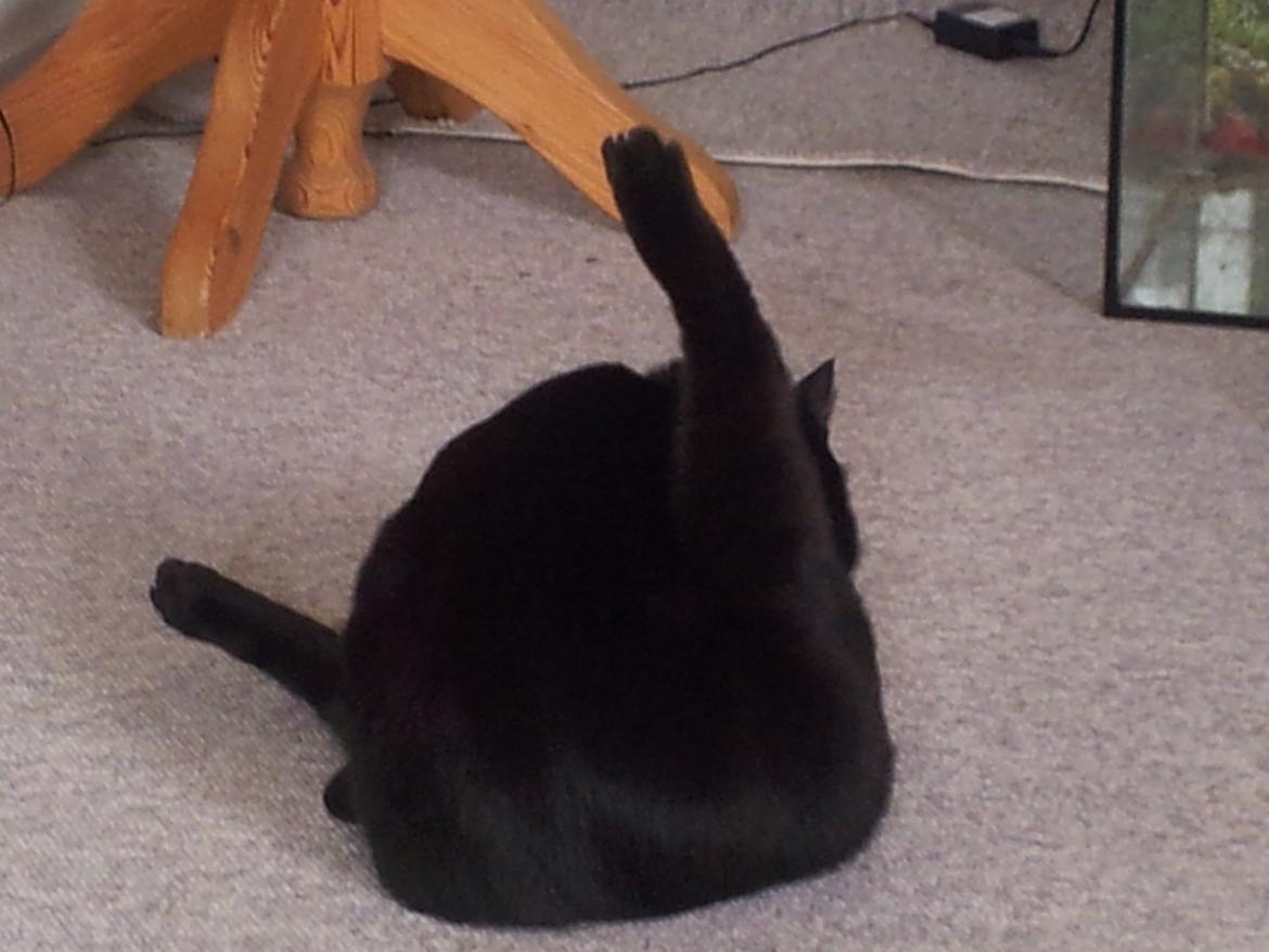 Huskat Gismo billede 13