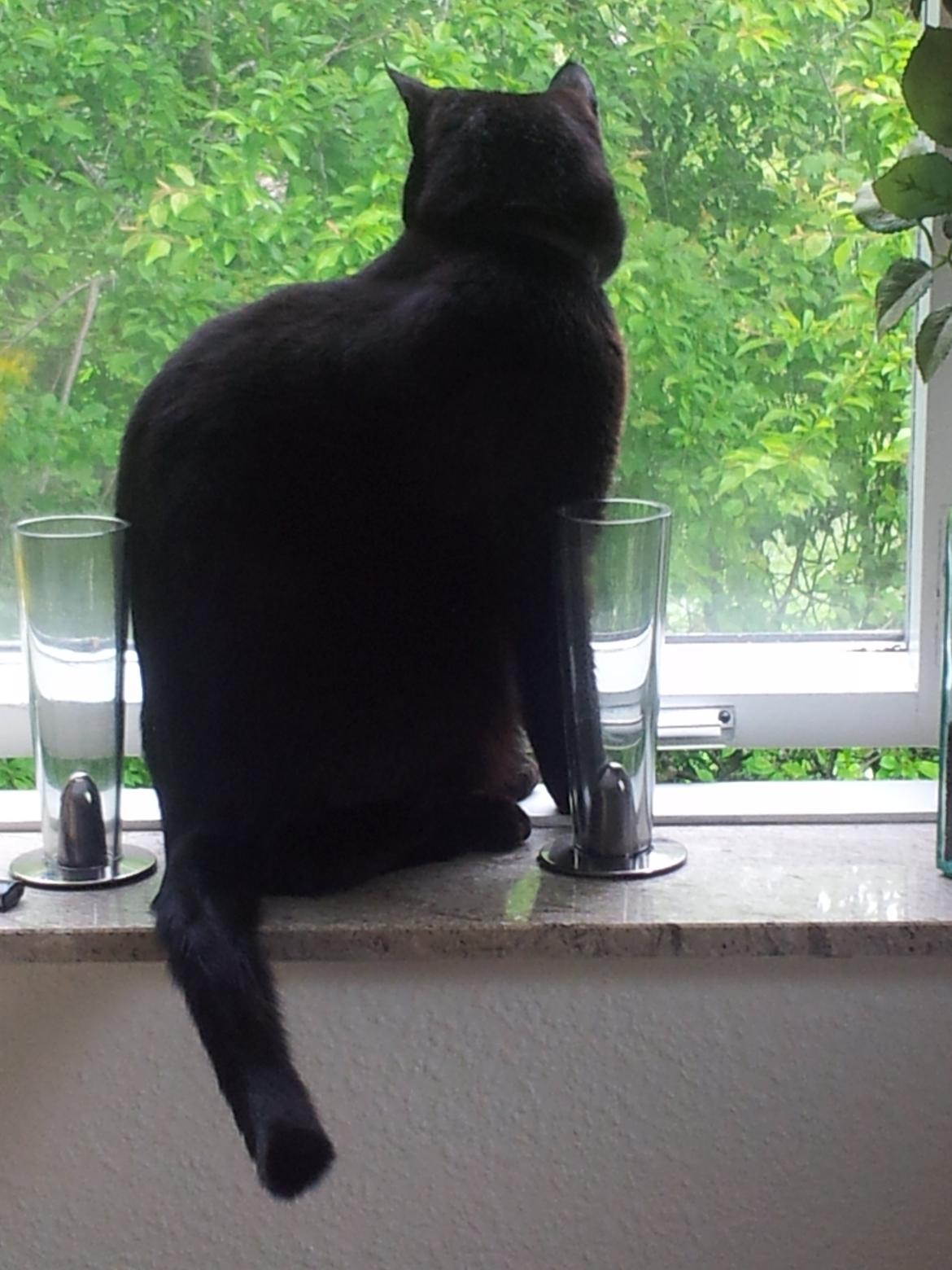 Huskat Gismo billede 14