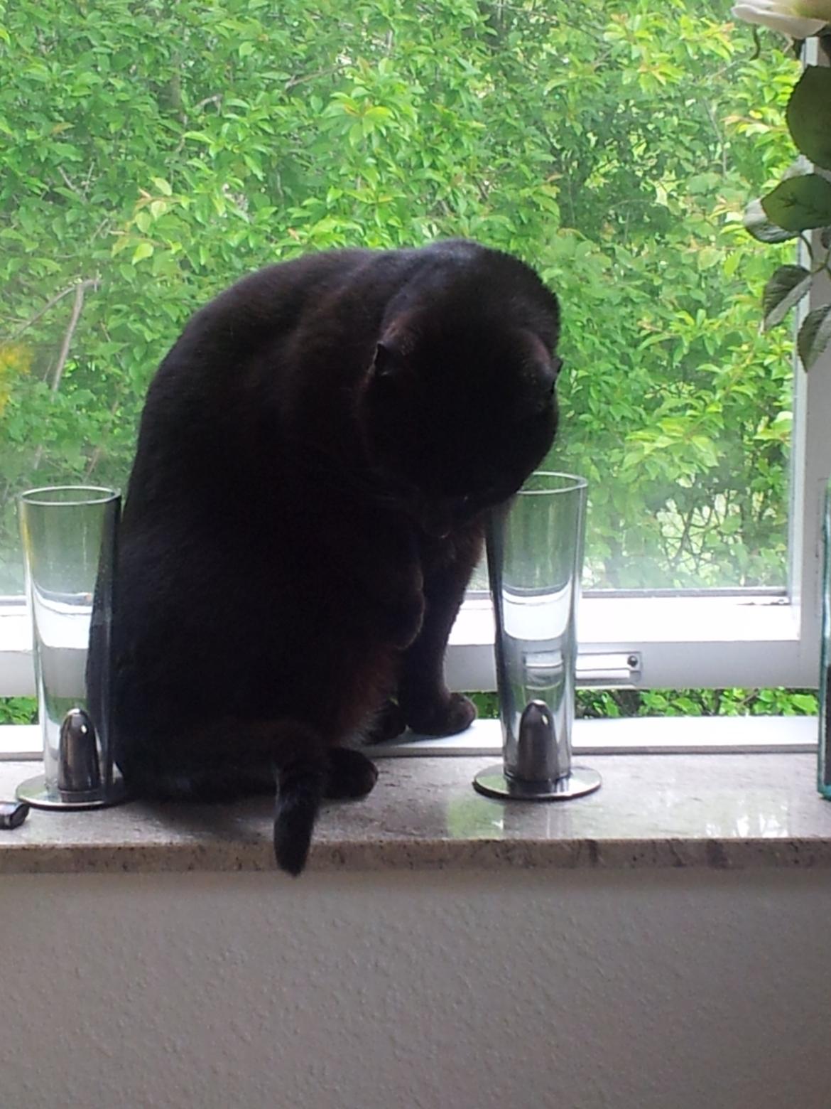 Huskat Gismo billede 15