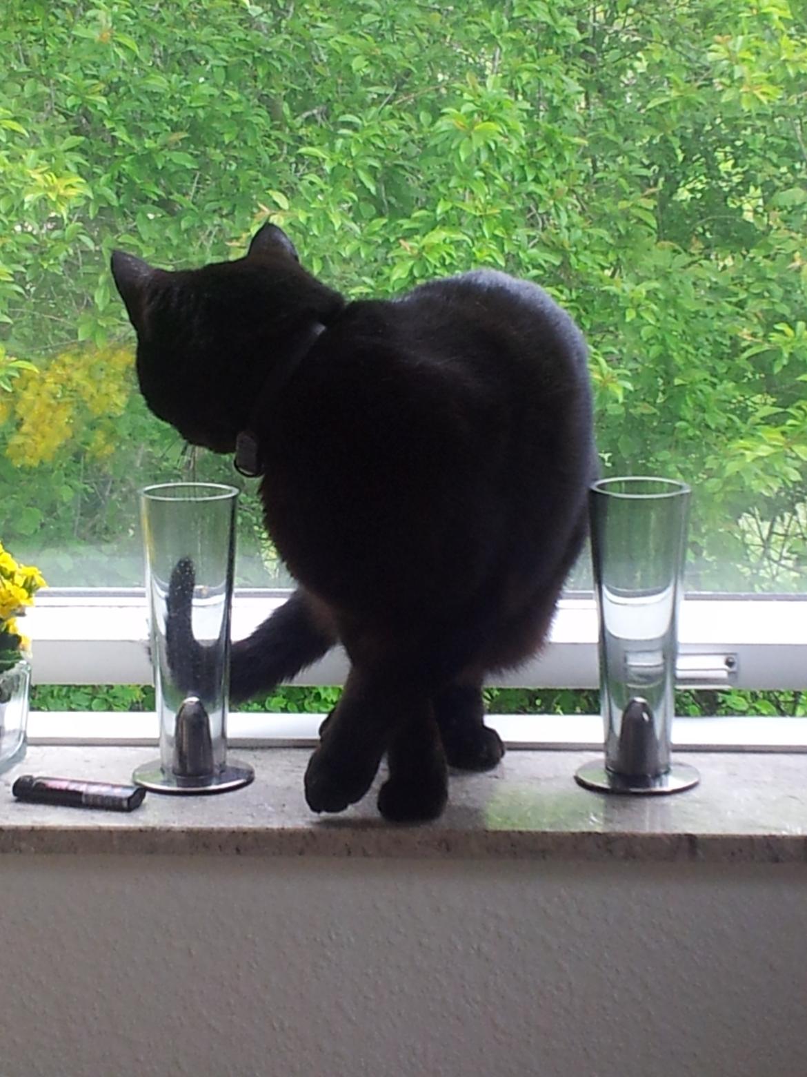 Huskat Gismo billede 16