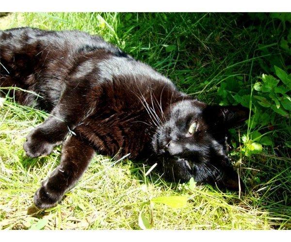 Huskat Gismo billede 17