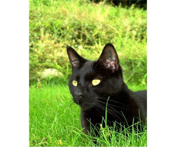 Huskat Gismo billede 18