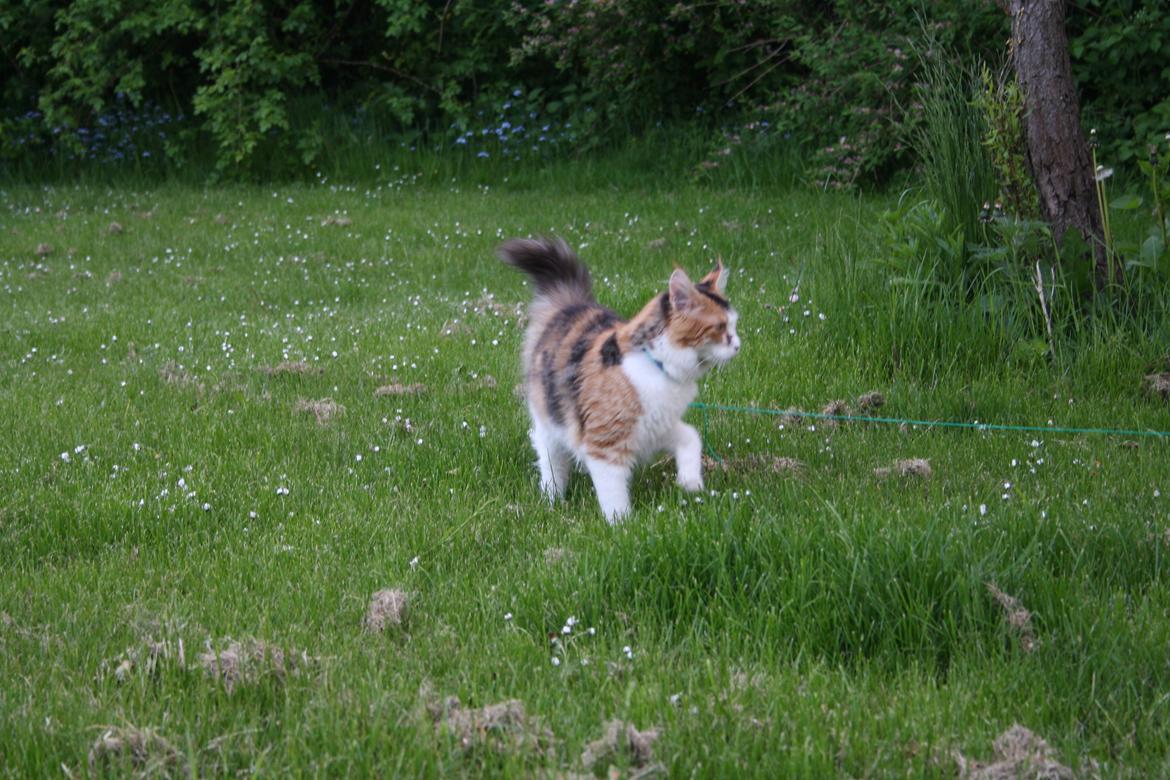 Maine Coon DK Brøderup's Denali "Denali" - Denali i haven for første gang billede 9