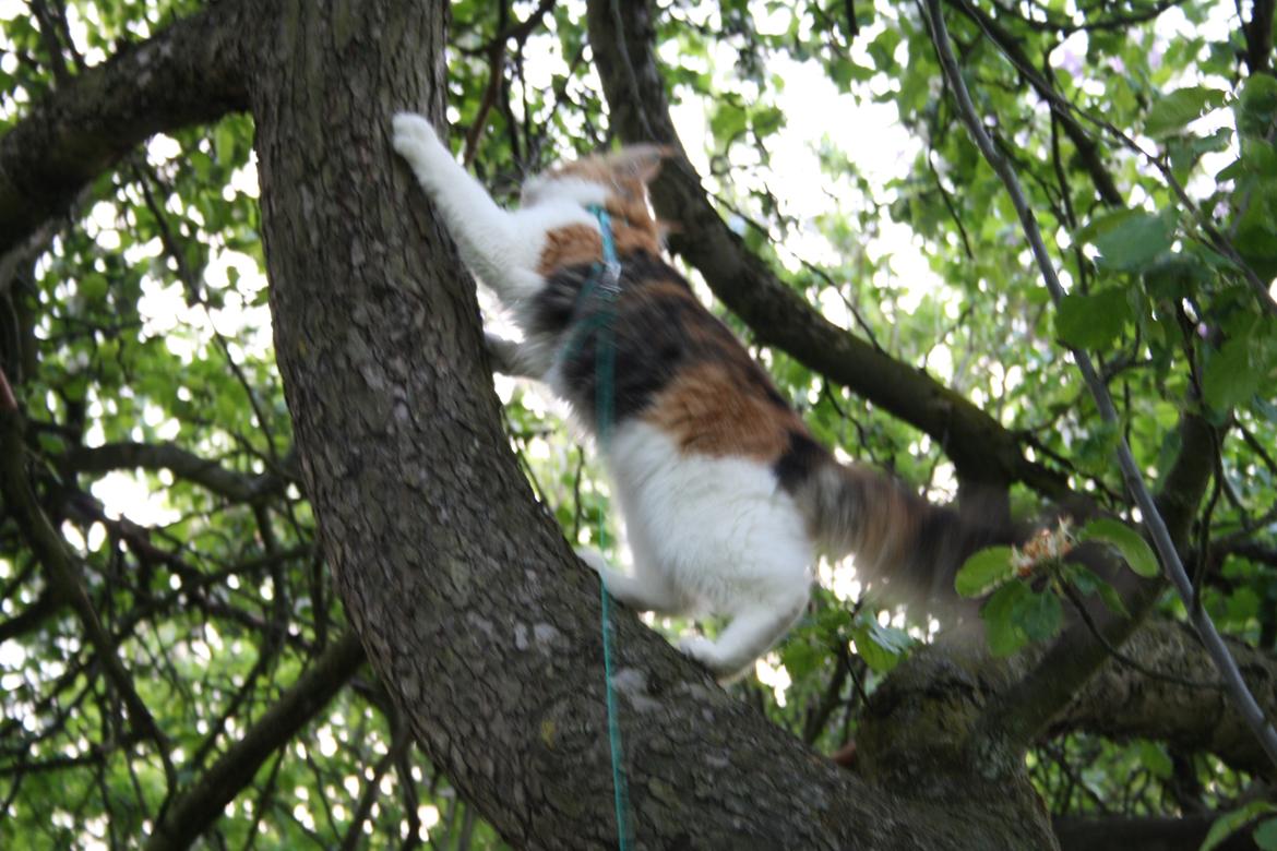 Maine Coon DK Brøderup's Denali "Denali" - Og vupti var hun i træet billede 10