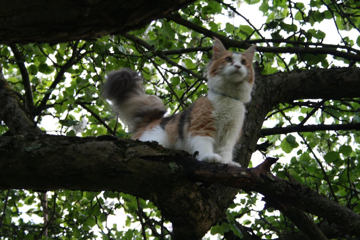 Maine Coon DK Brøderup's Denali "Denali" - Der er en flot udsigt her fra billede 11