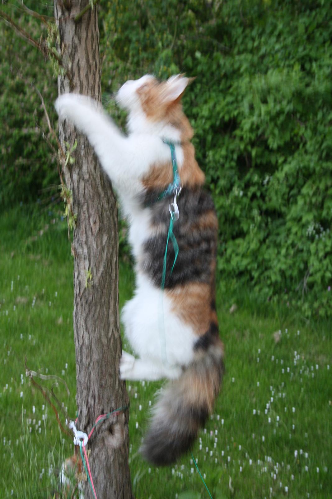 Maine Coon DK Brøderup's Denali "Denali" - Travler i pilen billede 12