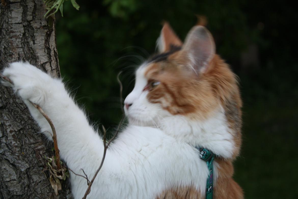 Maine Coon DK Brøderup's Denali "Denali" - Jeg så noget billede 13