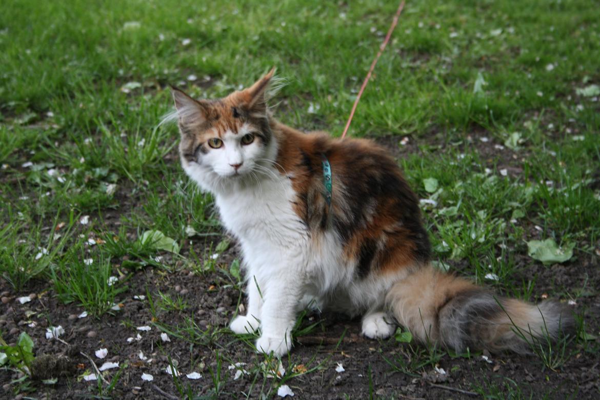 Maine Coon DK Brøderup's Adak "Aya" - Aya i haven for første gang billede 15