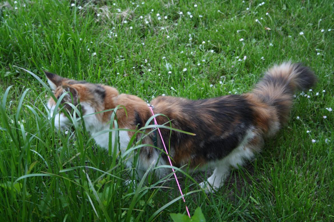 Maine Coon DK Brøderup's Adak "Aya" - Mmmm græs smager godt billede 16