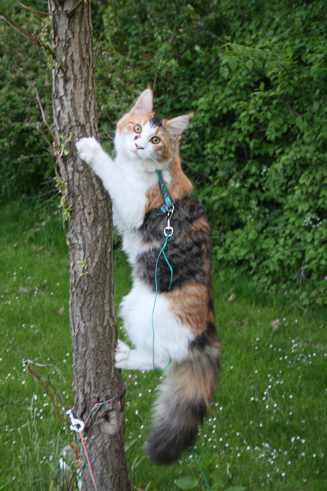 Maine Coon DK Brøderup's Denali "Denali" - Sagde du noget mor? billede 14