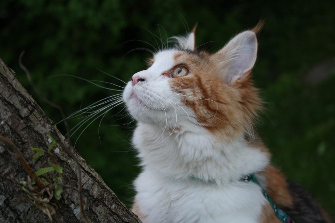 Maine Coon DK Brøderup's Denali "Denali" billede 16