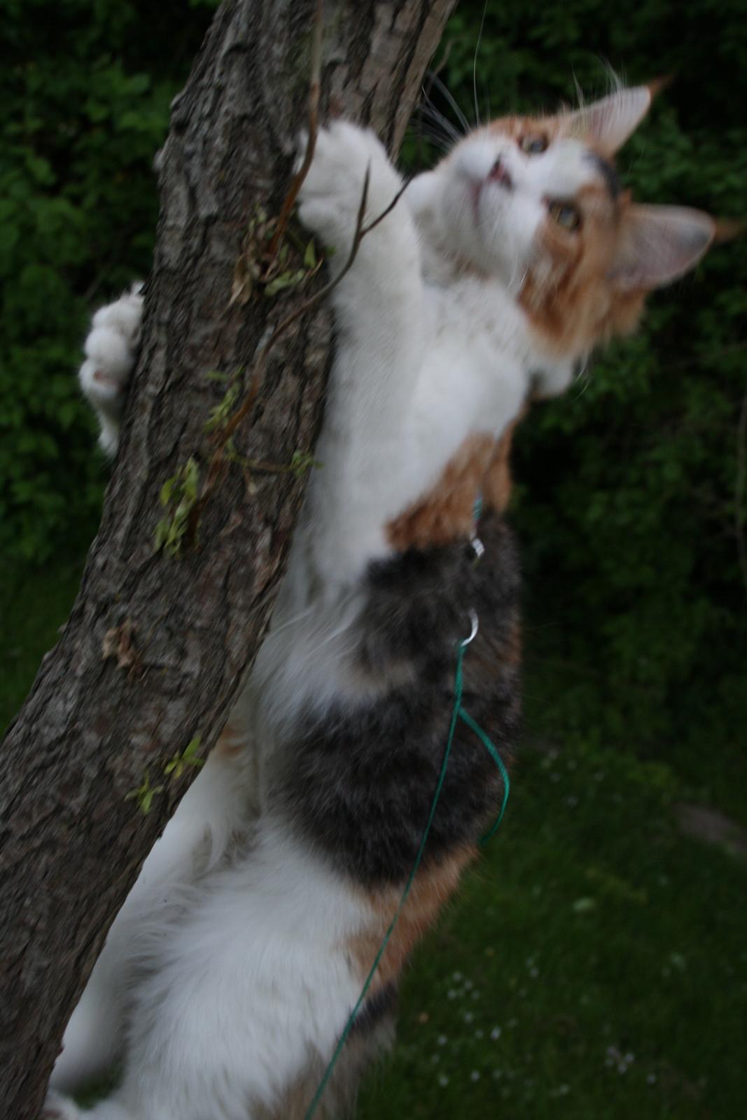 Maine Coon DK Brøderup's Denali "Denali" billede 17