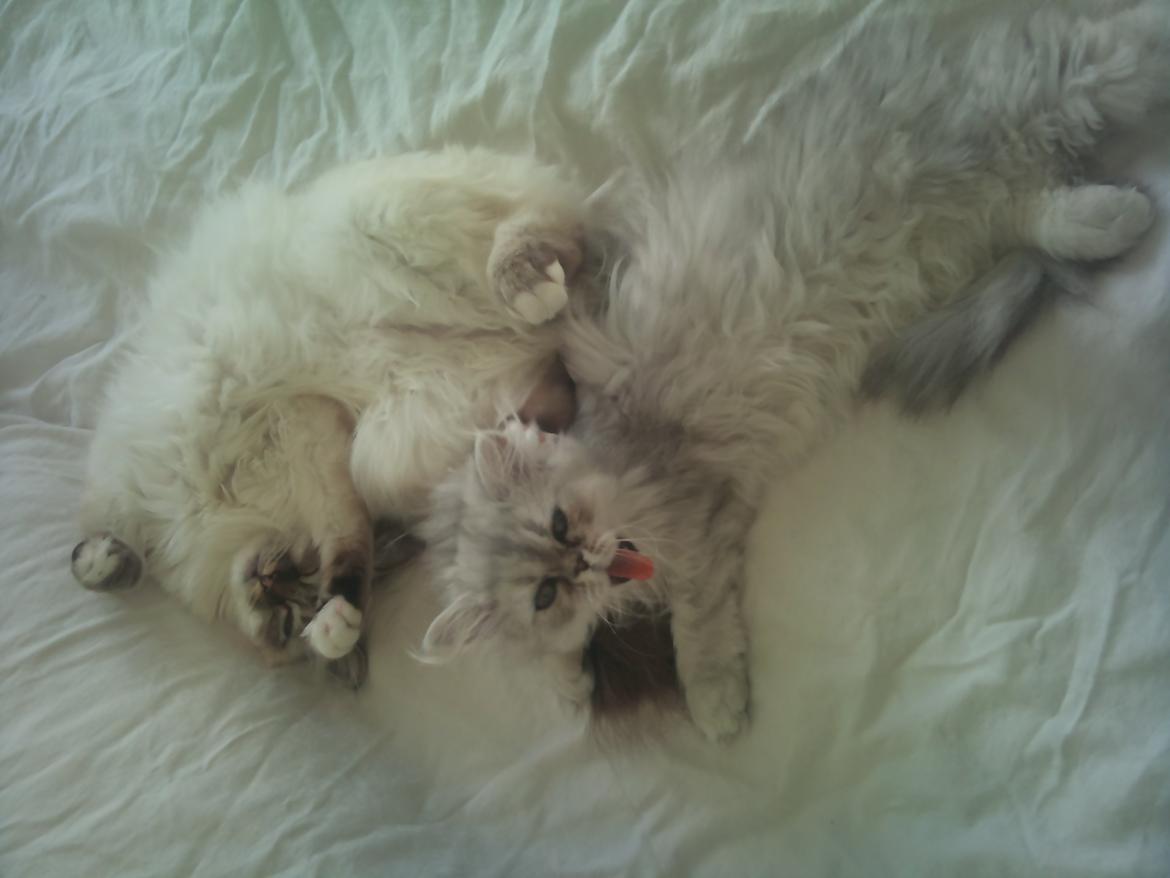 Hellig Birma Chicabee Viva la Vida billede 13