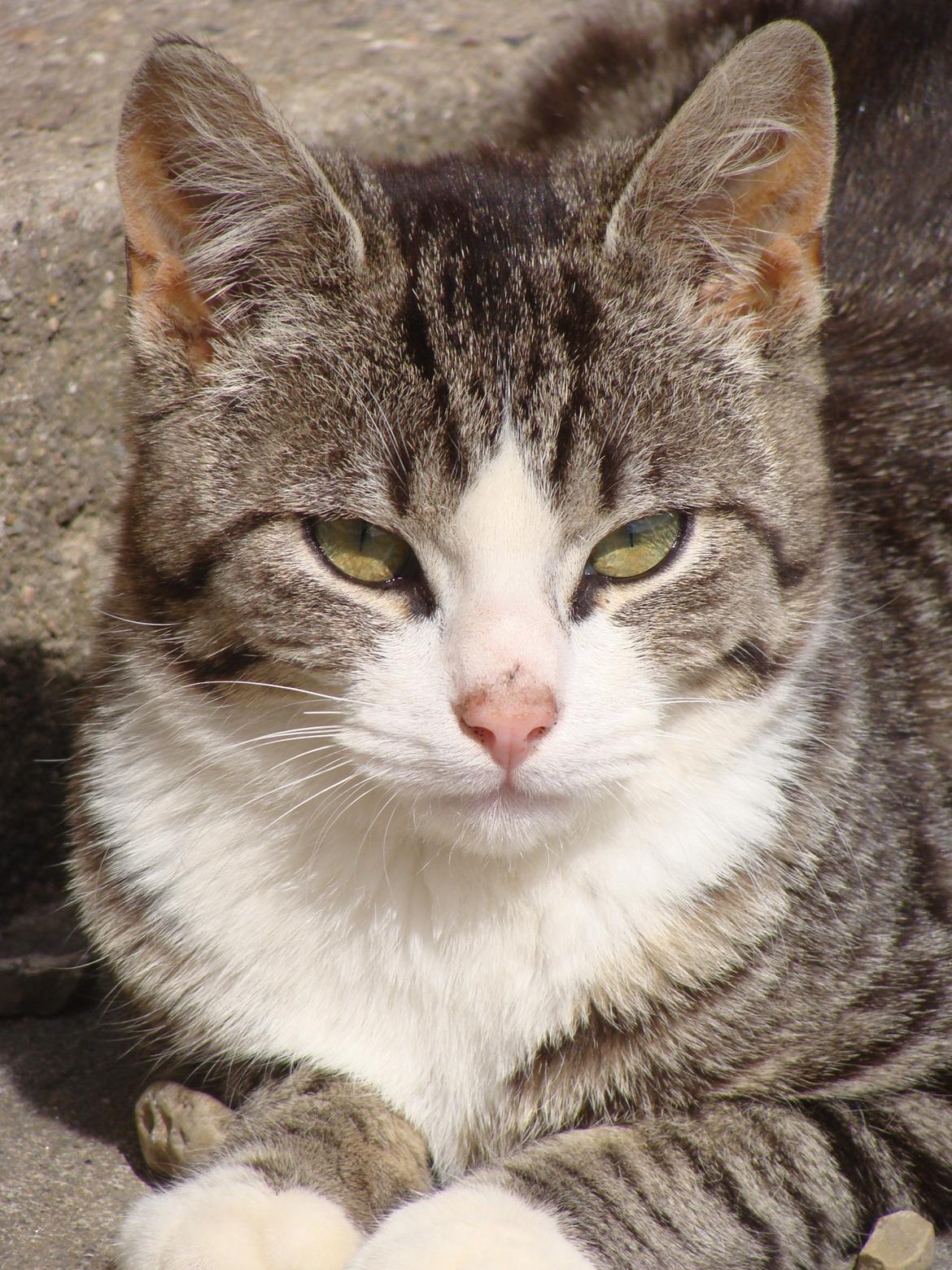 Huskat Harley billede 2