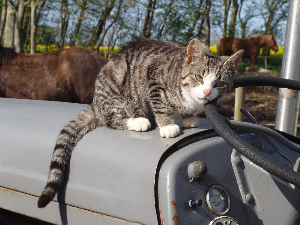 Huskat Harley billede 3