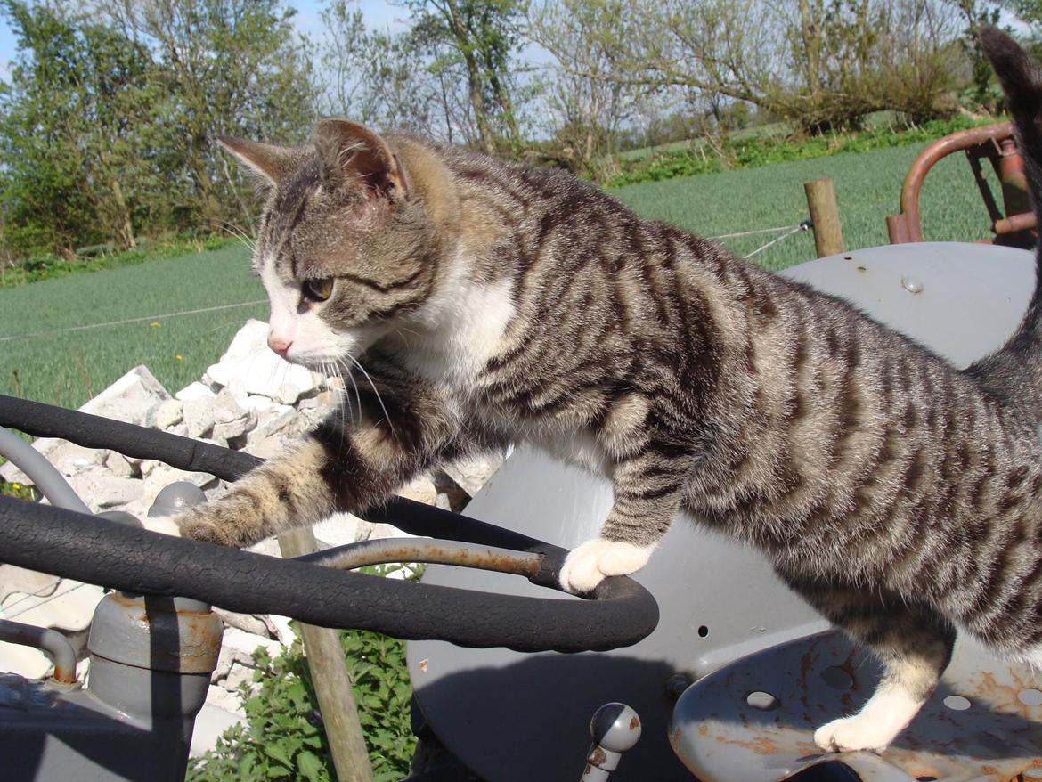 Huskat Harley billede 4