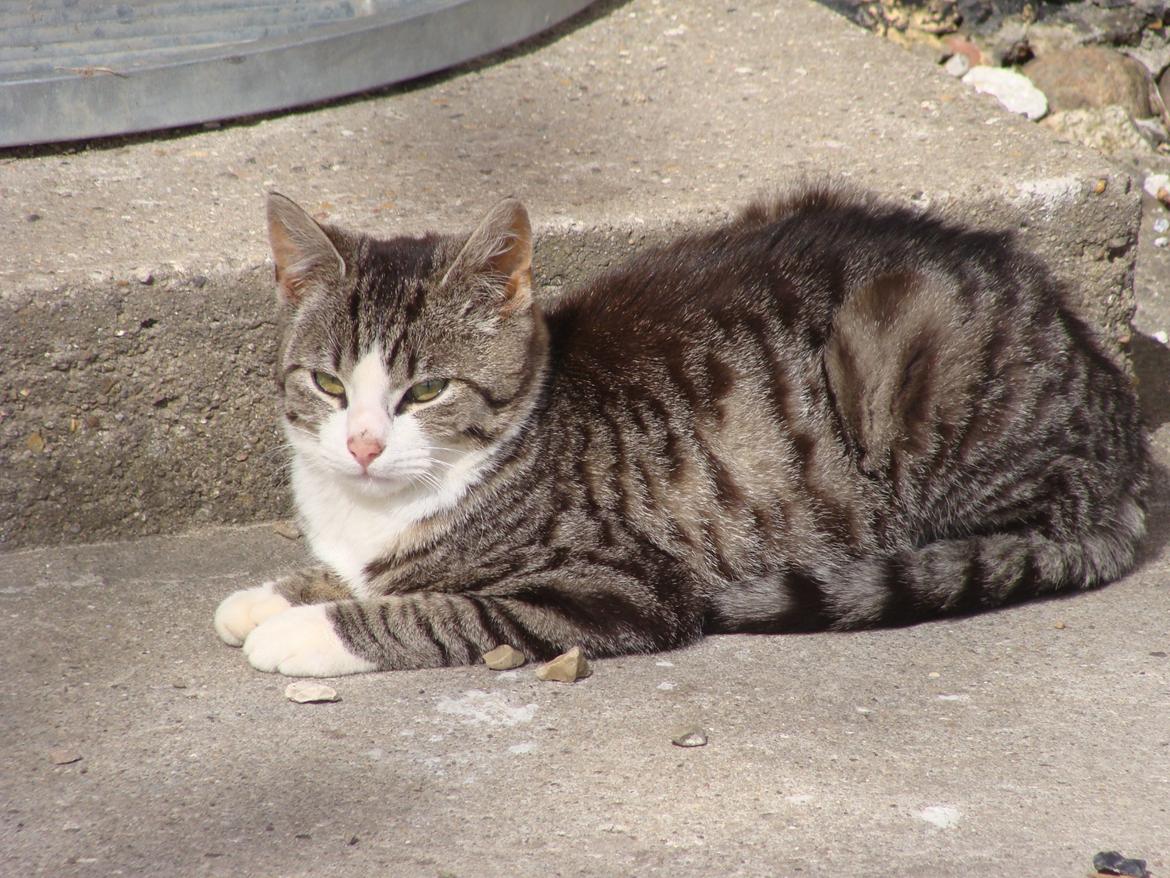 Huskat Harley billede 5