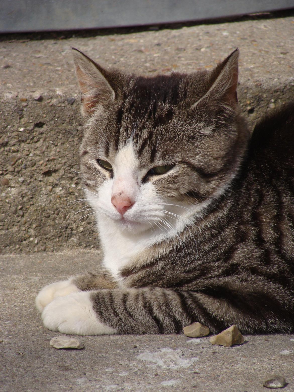 Huskat Harley billede 6