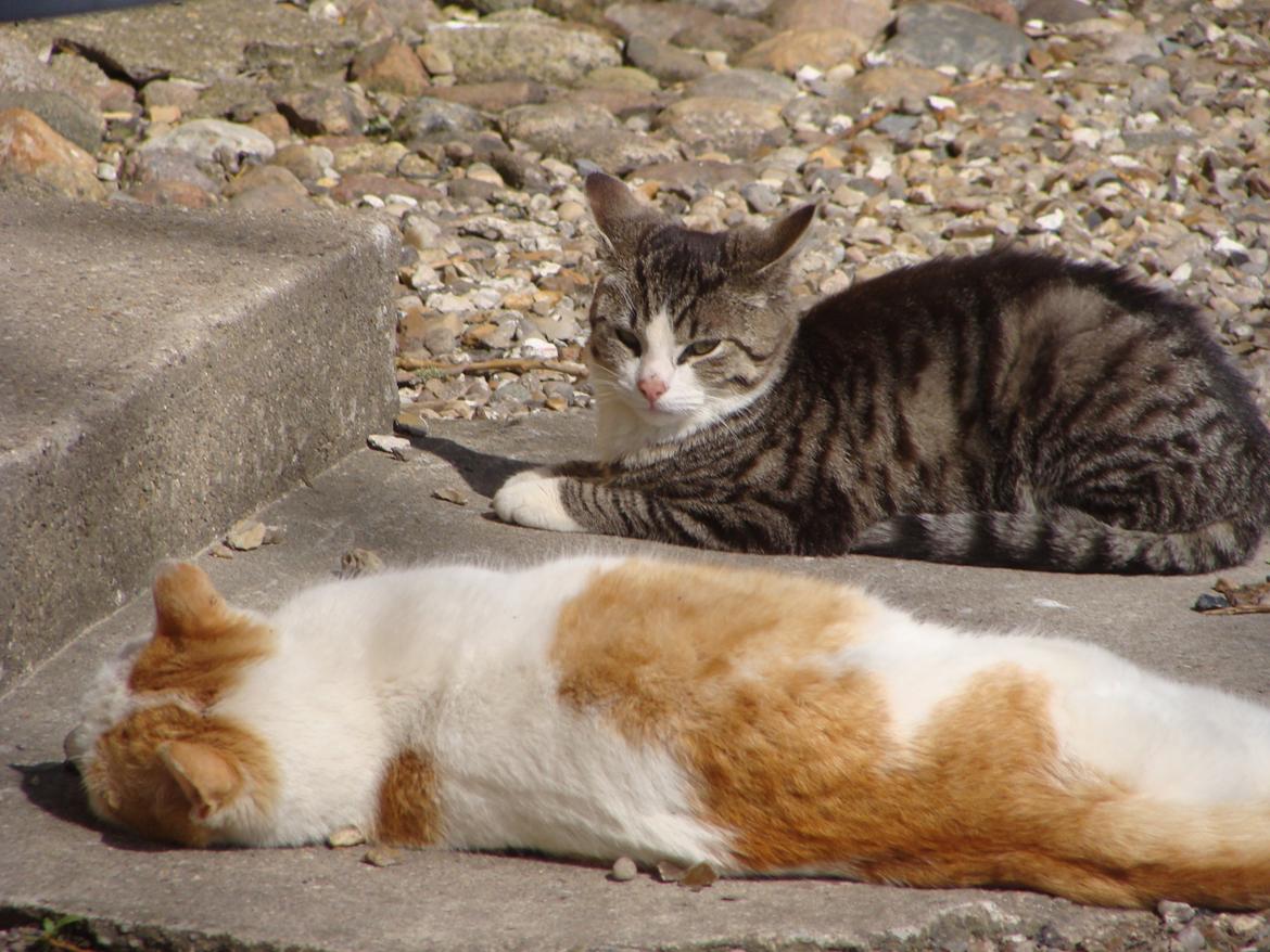 Huskat Harley billede 7