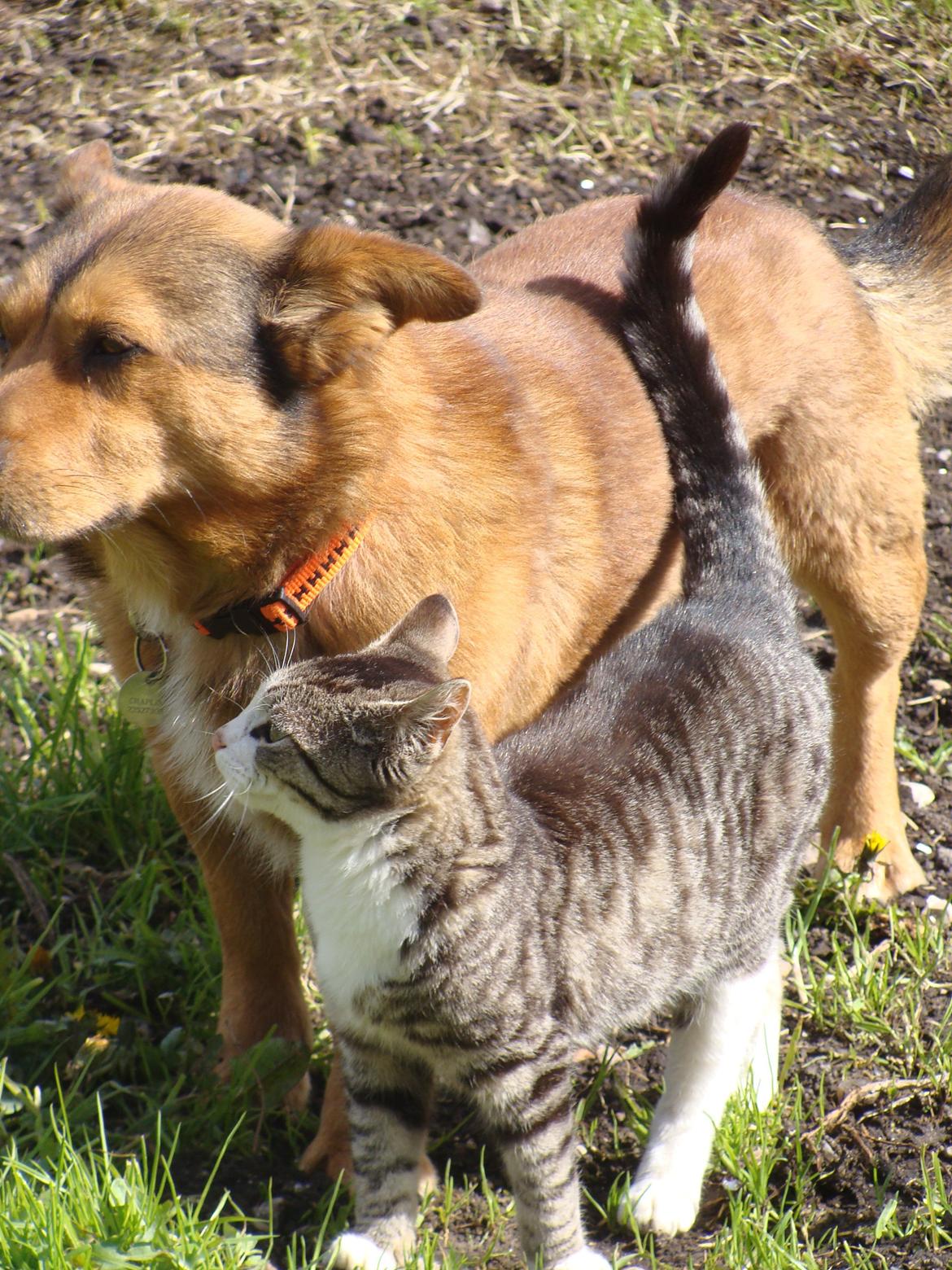 Huskat Harley billede 8