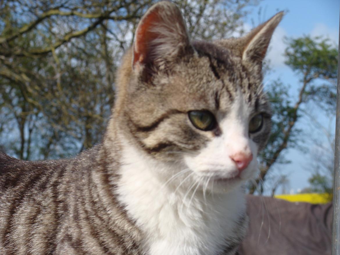 Huskat Harley billede 9