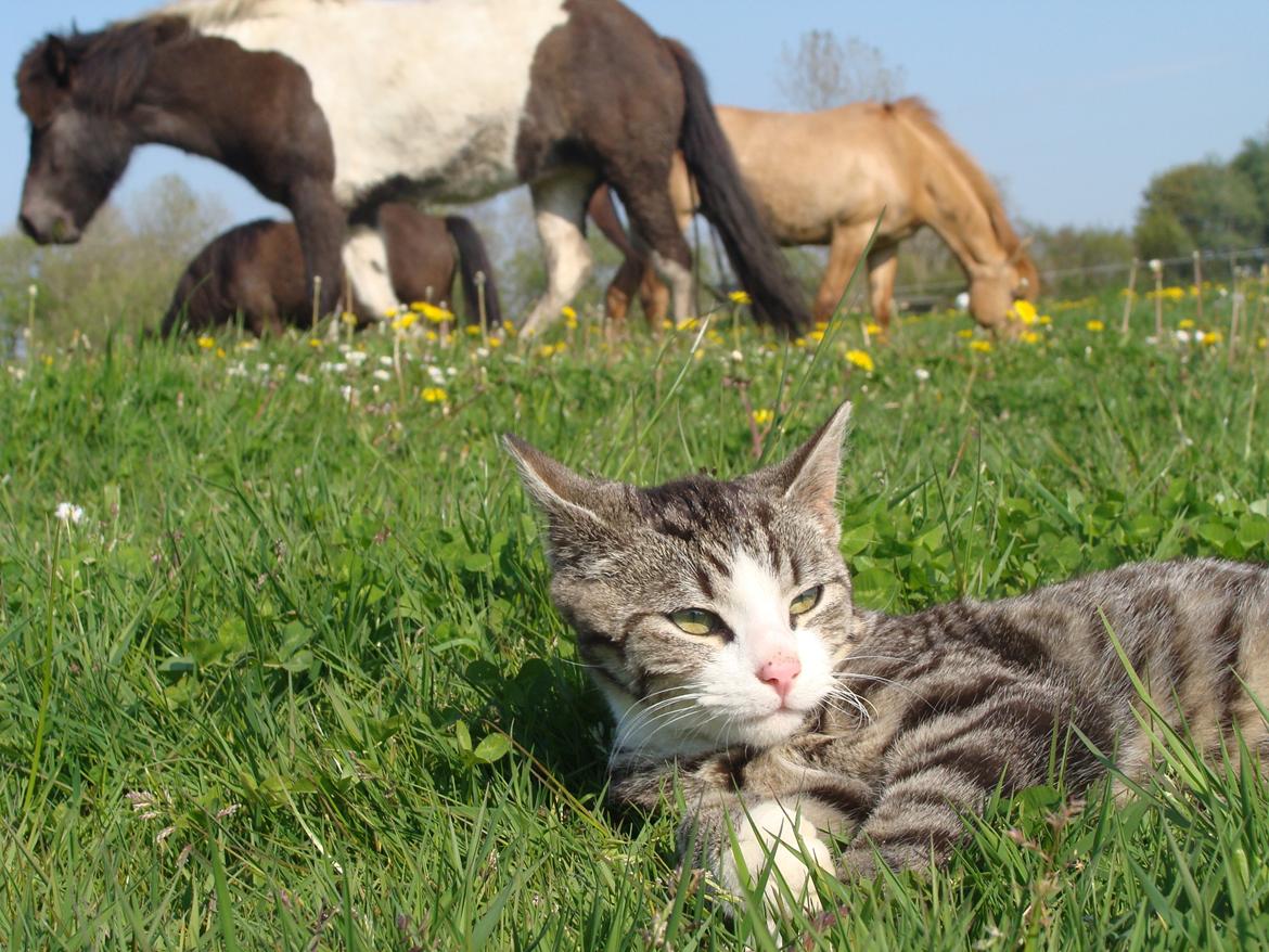 Huskat Harley billede 10