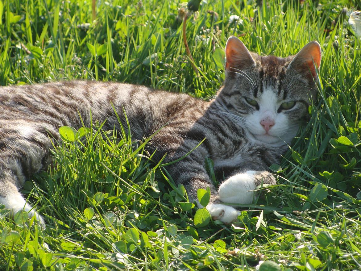 Huskat Harley billede 12