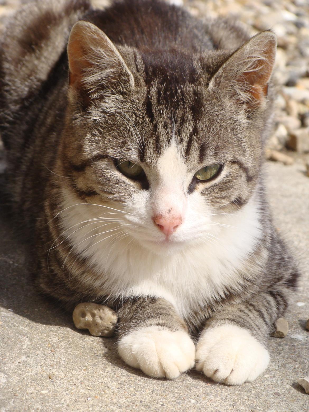 Huskat Harley billede 13