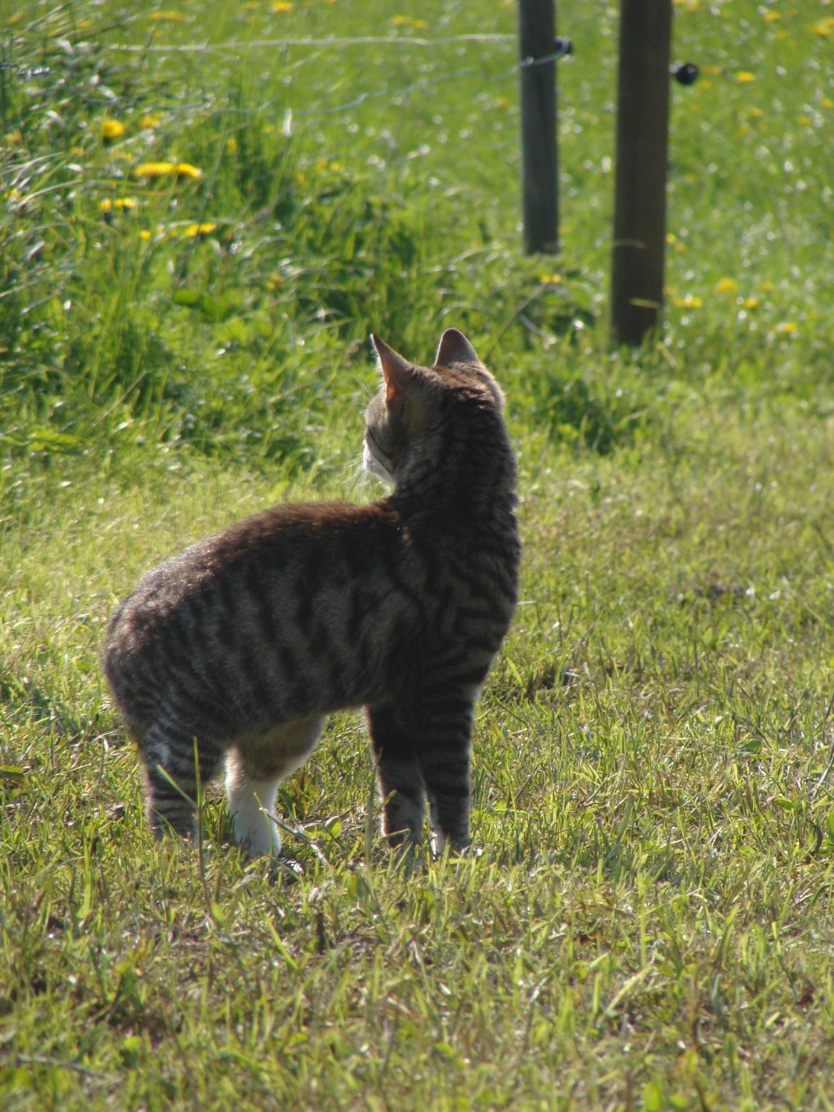 Huskat Harley billede 14