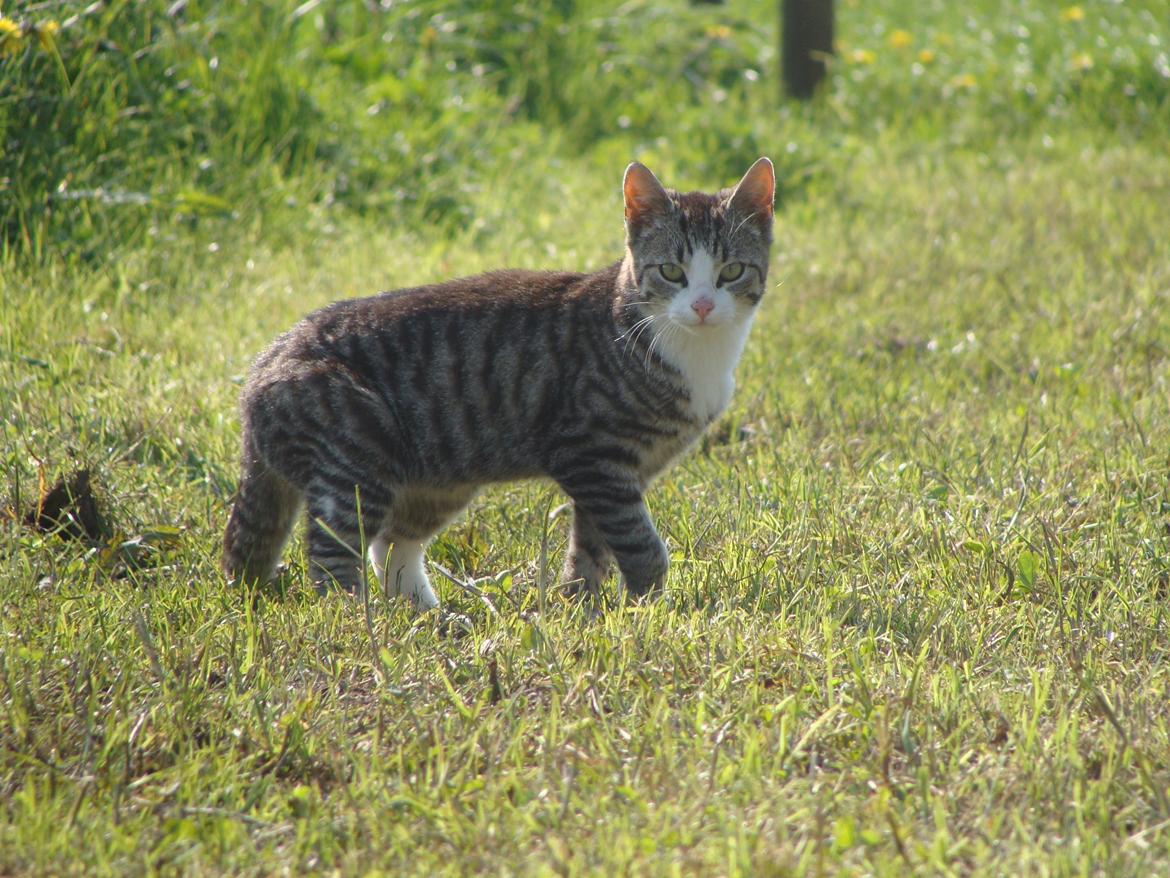 Huskat Harley billede 15