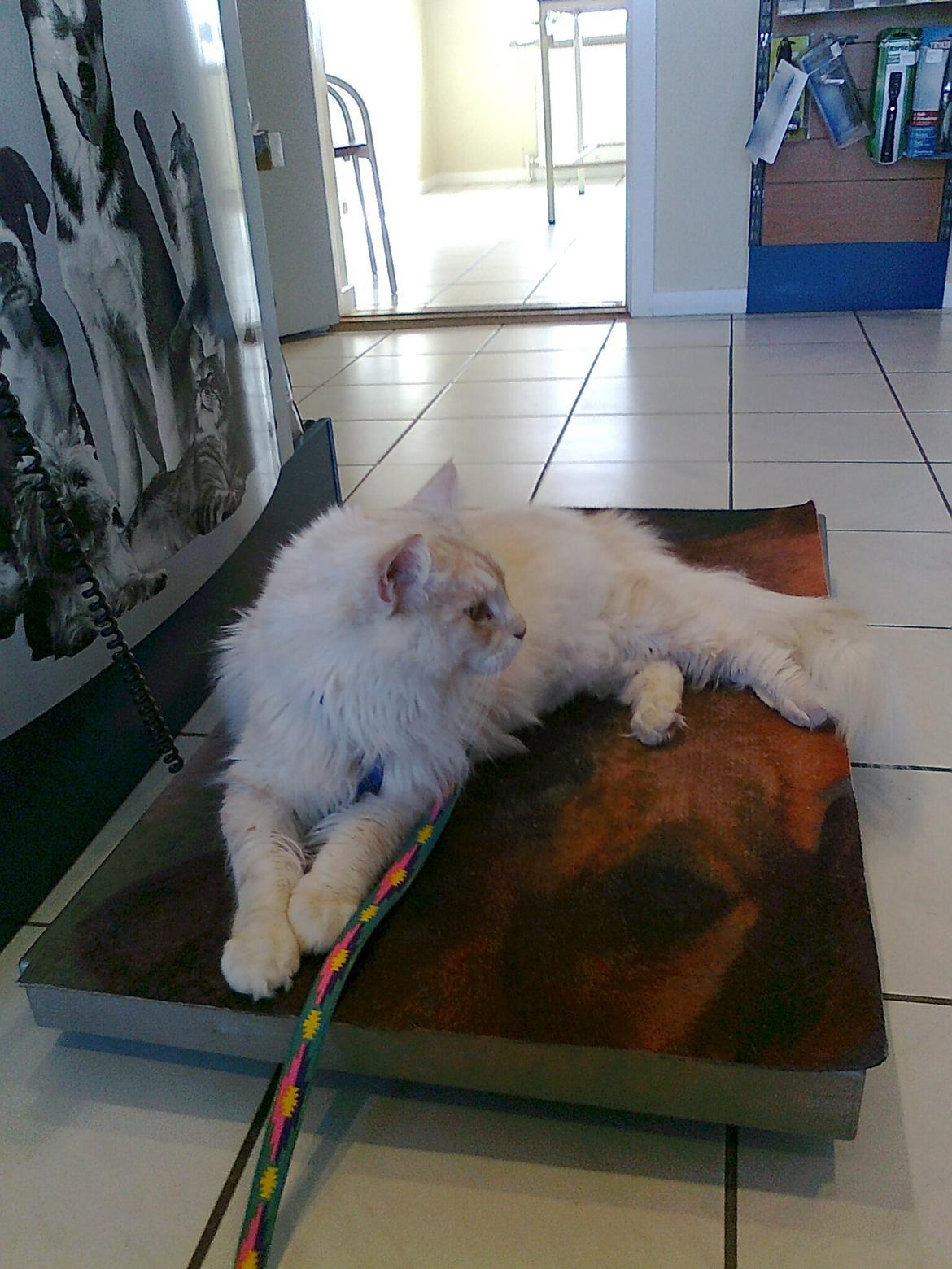 Maine Coon Struves Manuel, over regnbuen billede 2