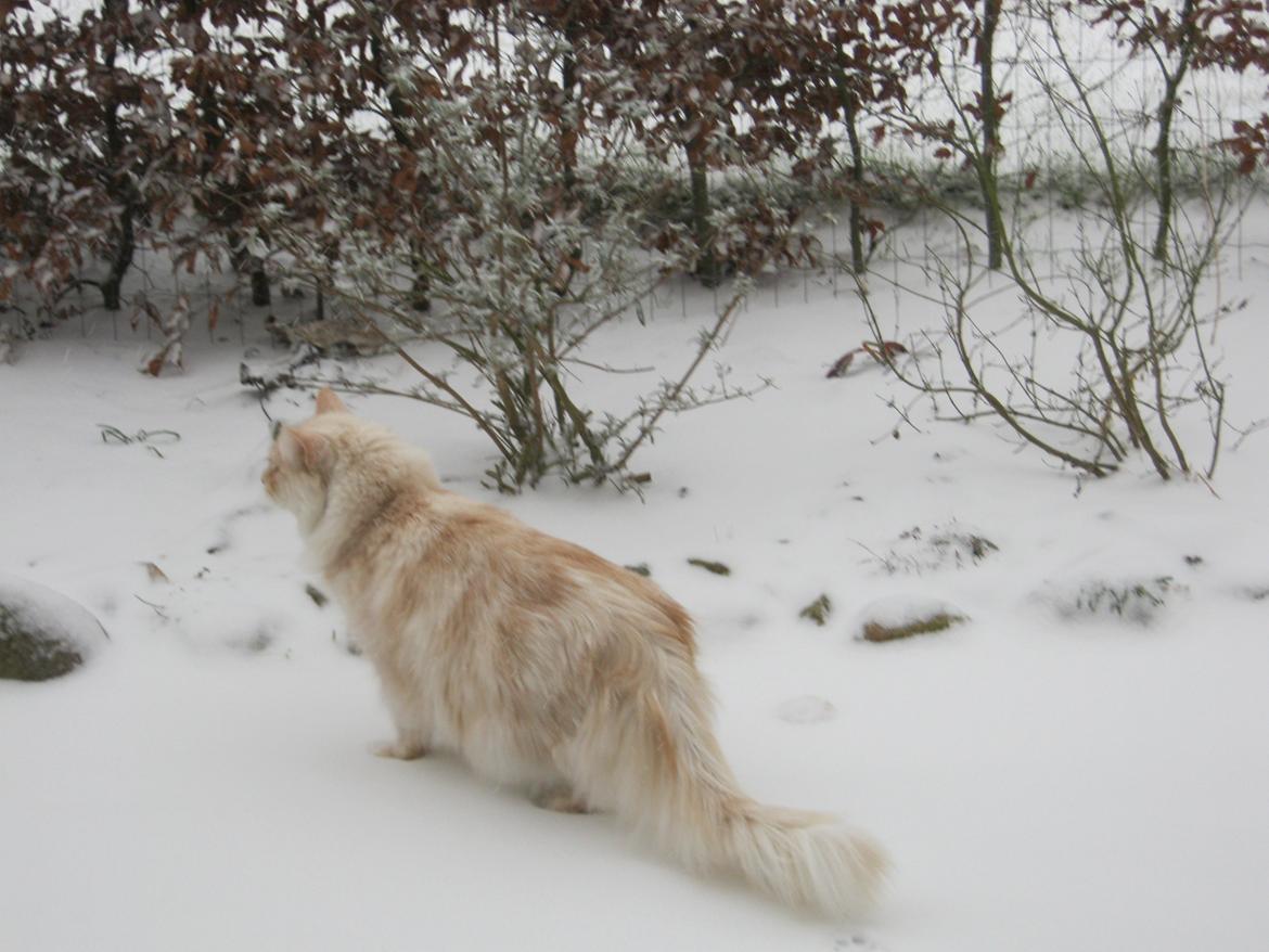 Maine Coon Struves Manuel, over regnbuen billede 3