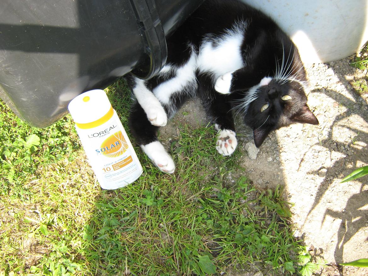 Huskat Pjevs billede 19