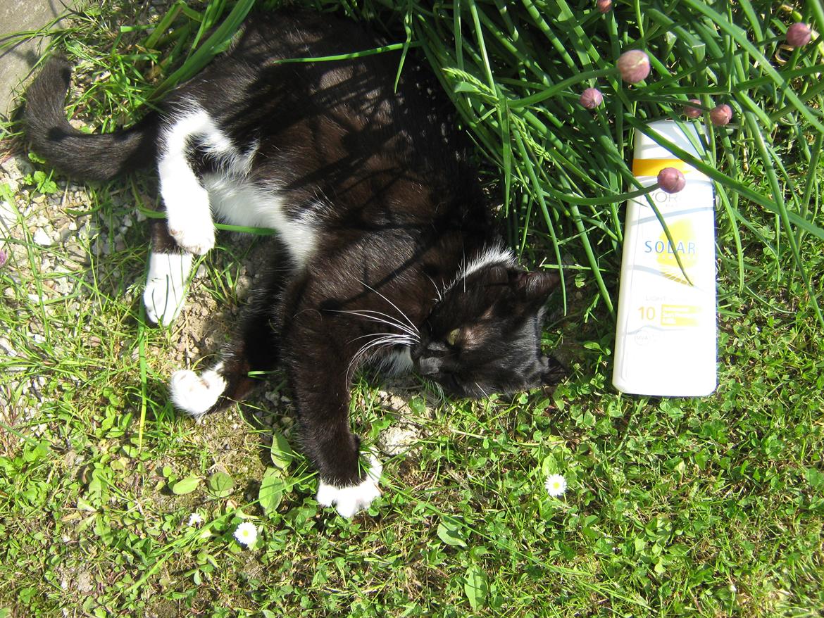 Huskat Pjevs billede 20