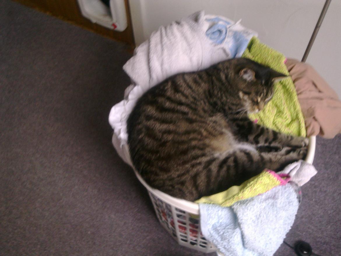 Huskat Tiger billede 2