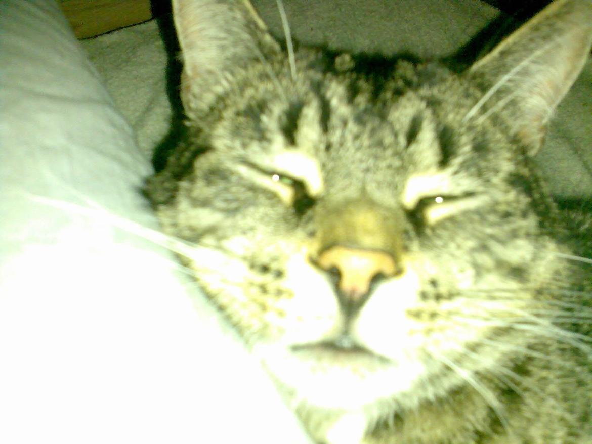 Huskat Tiger billede 3