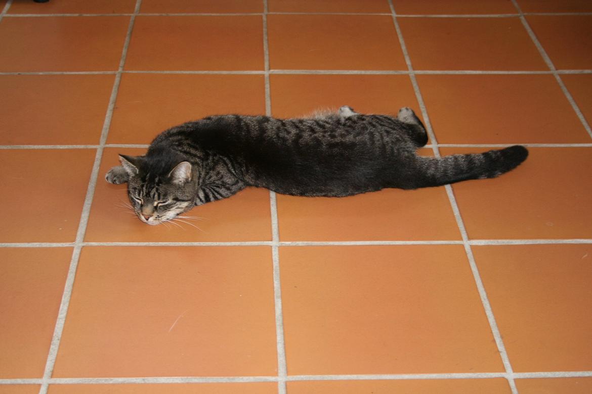 Huskat Tiger billede 4