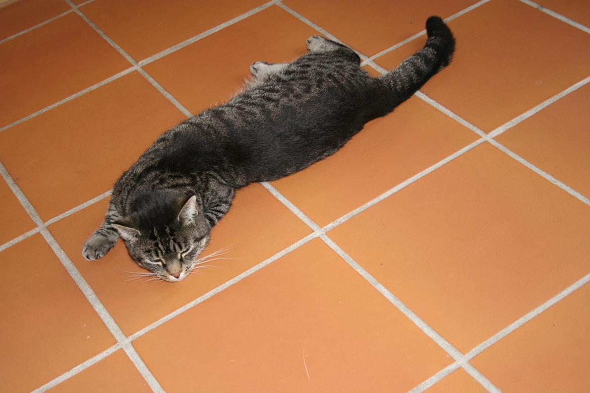 Huskat Tiger billede 1