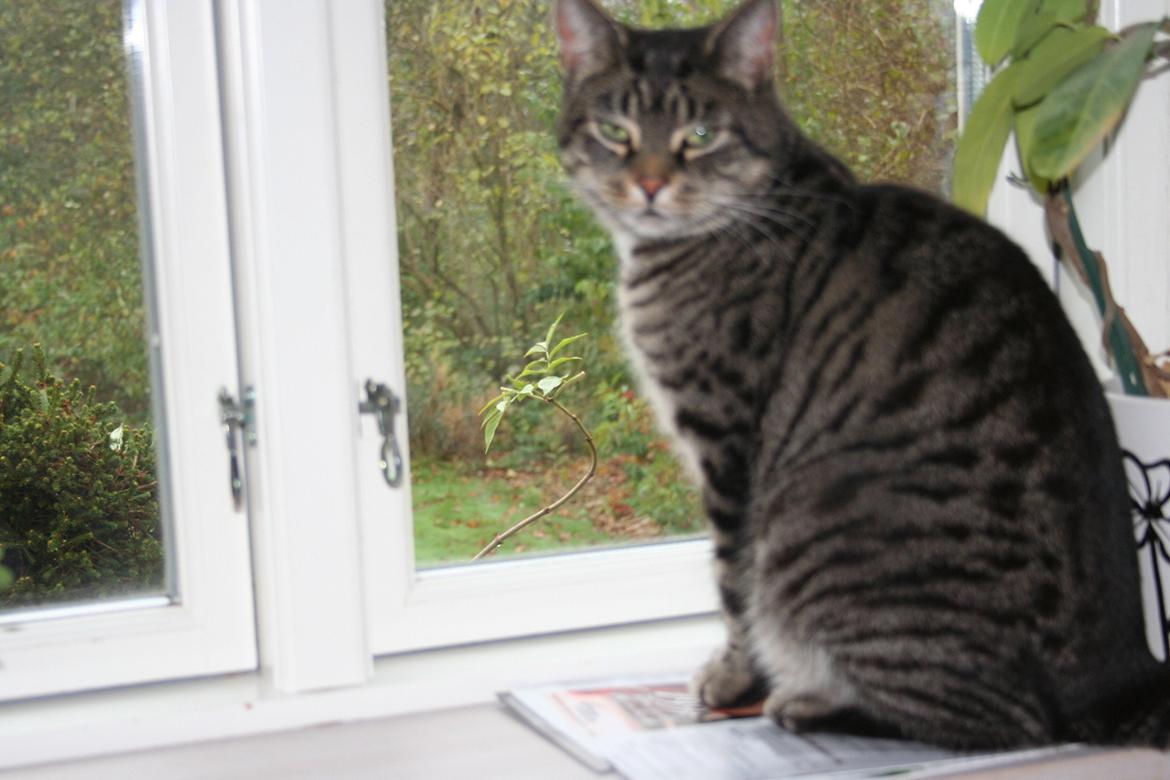 Huskat Tiger billede 5