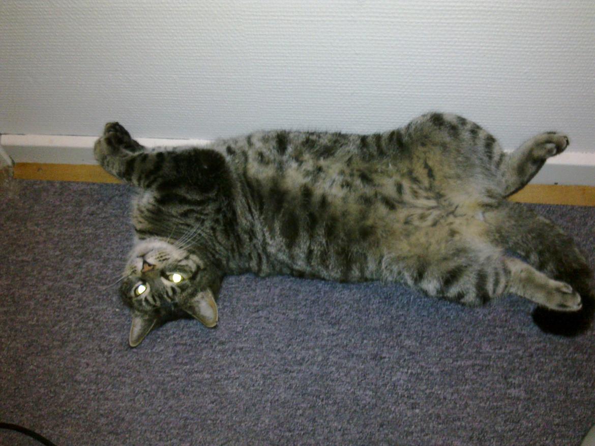 Huskat Tiger billede 6