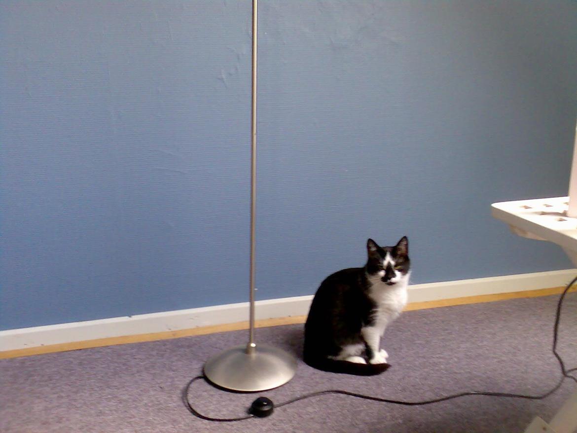 Huskat Musse billede 2