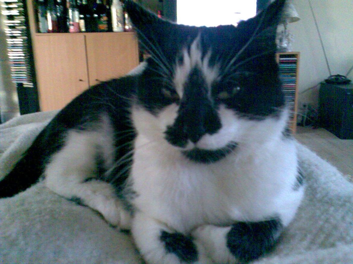 Huskat Musse billede 1