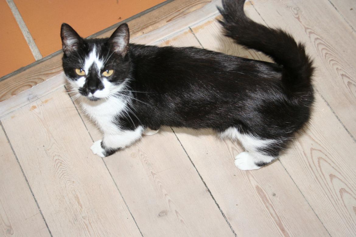 Huskat Musse billede 3