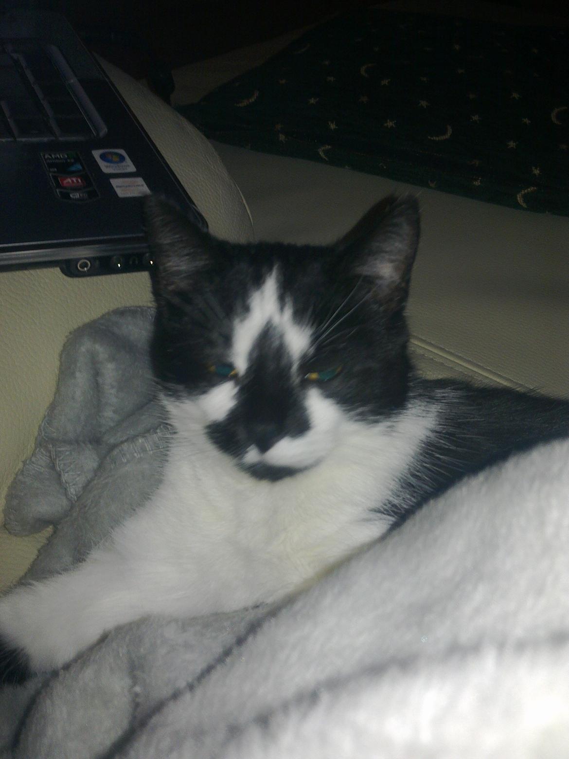 Huskat Musse billede 4