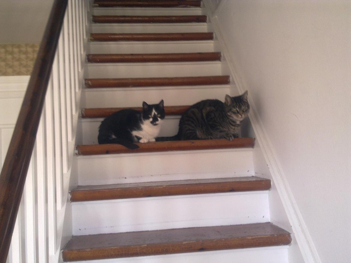 Huskat Musse billede 5