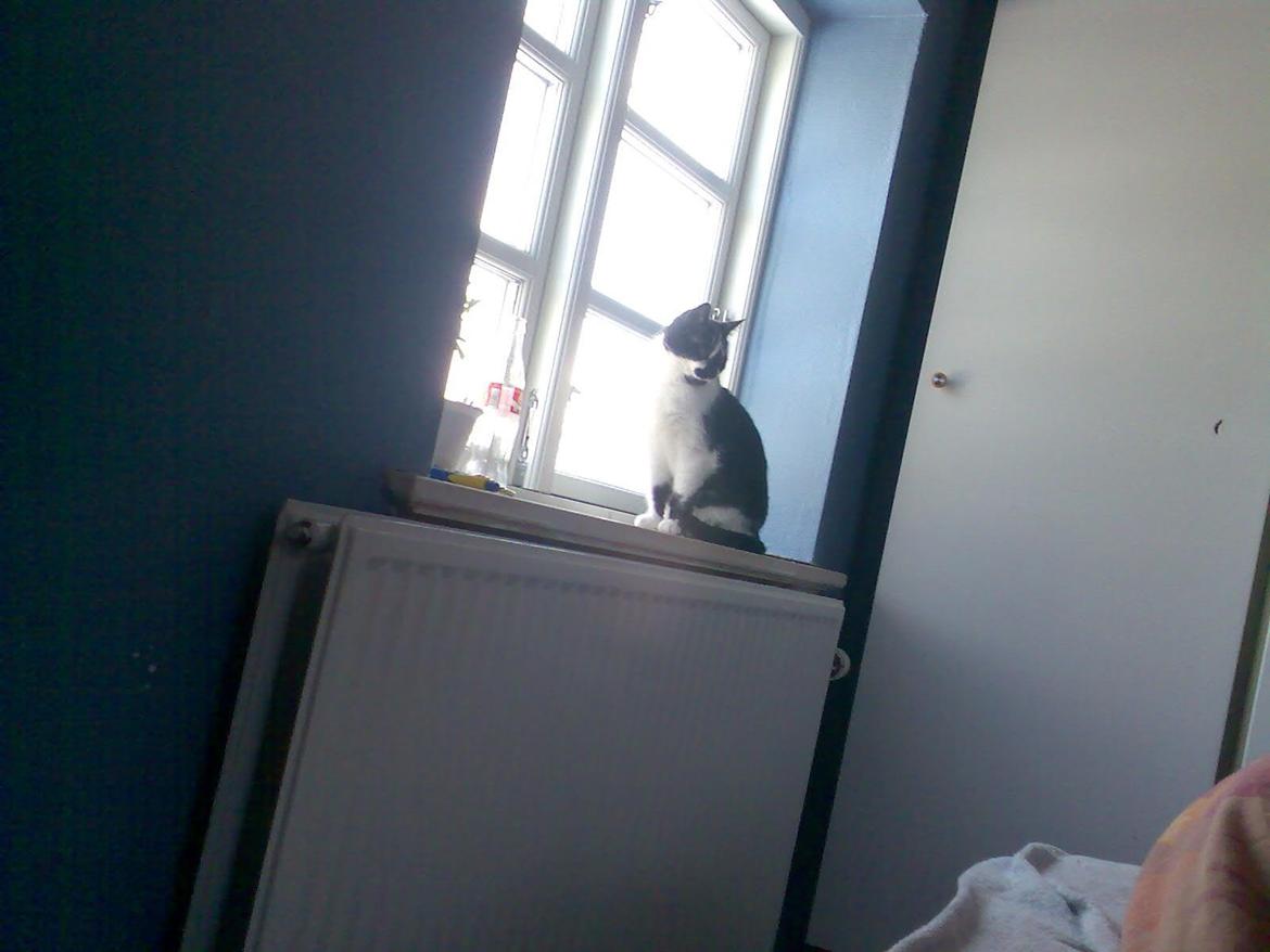 Huskat Musse billede 6