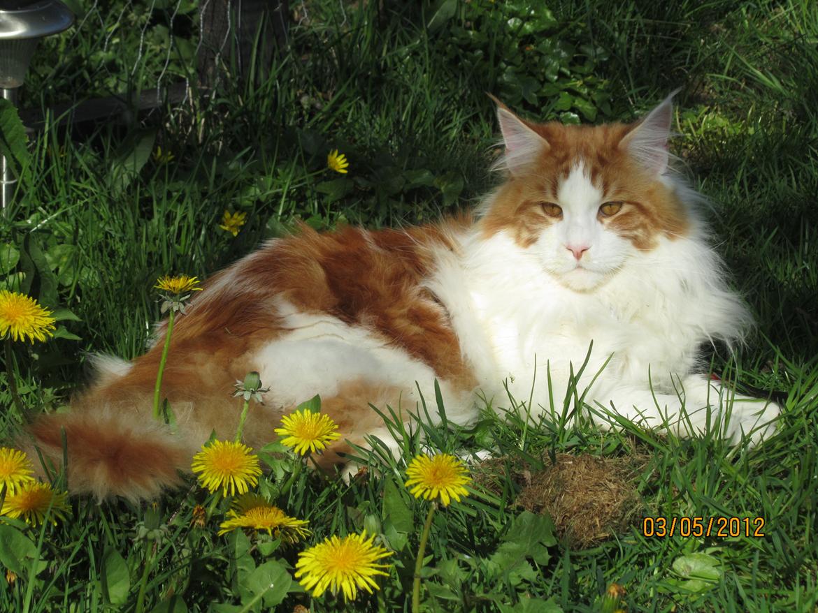 Maine Coon IC DK Bjørnholts Cosimo 9/6 - # 3. Min smukke dreng. 3 maj 2012  billede 3