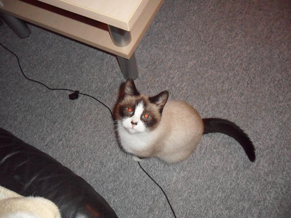 Blanding af racer Perle billede 1